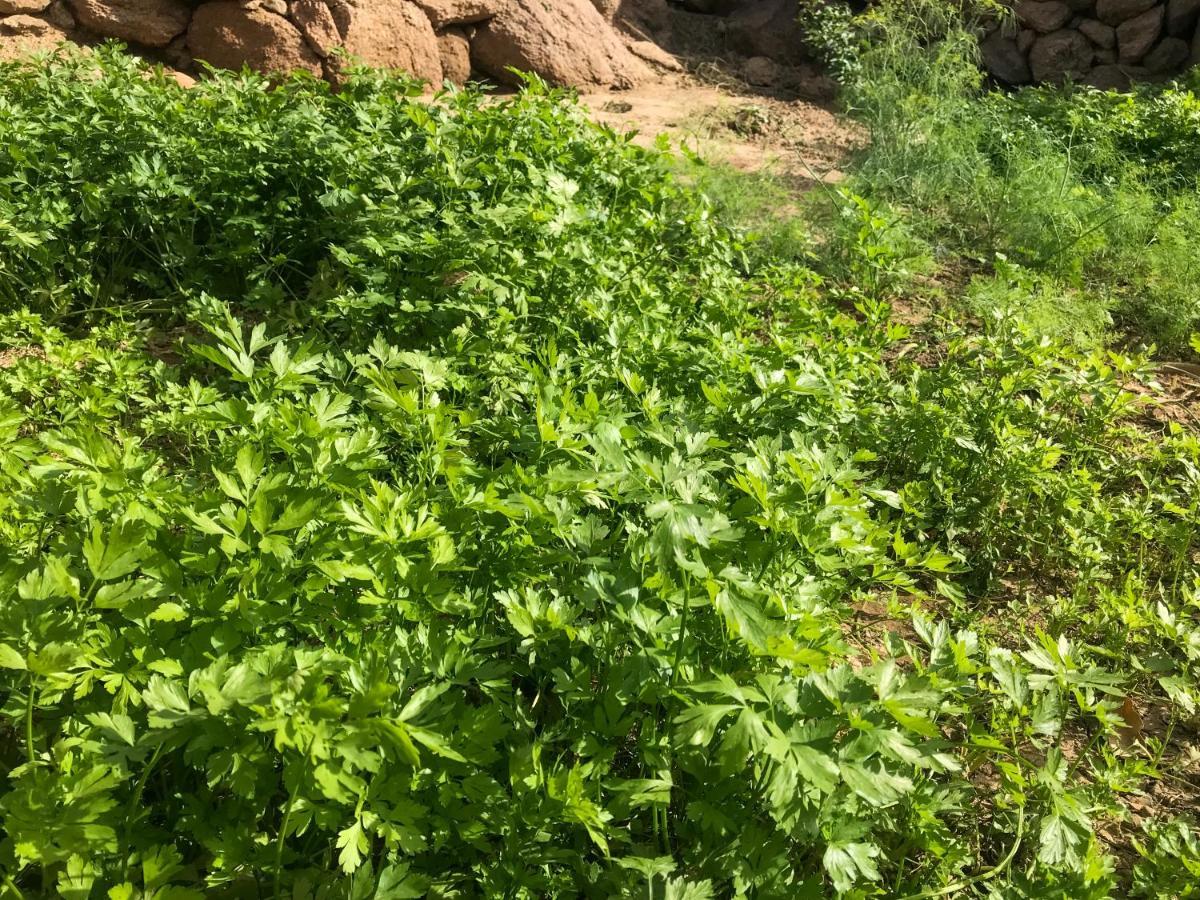 Eco Nubia Villa Asszuán Kültér fotó